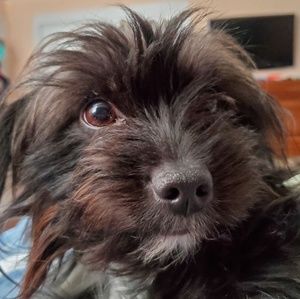 Meet your Posher, Adrian